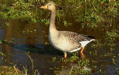 Greylag goose