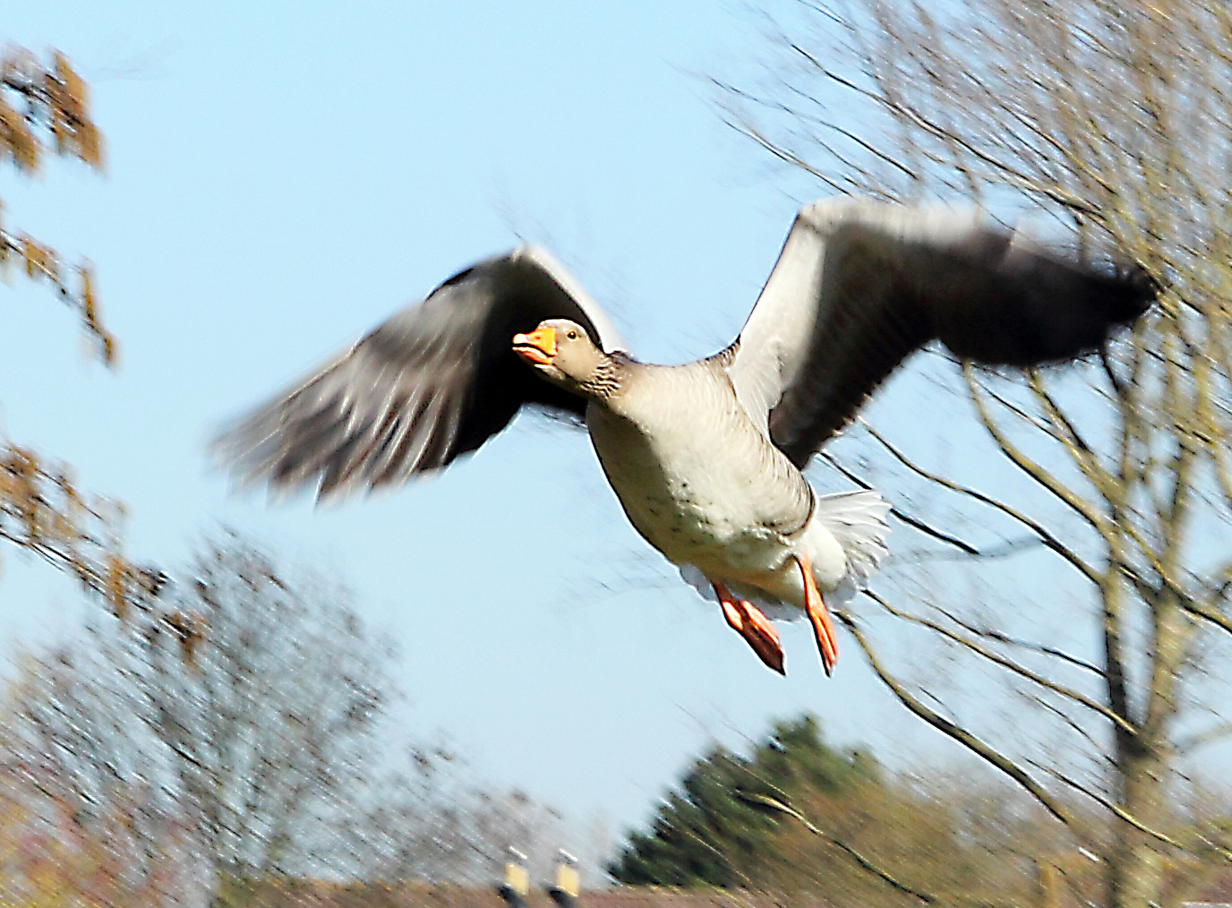 greylag goose in flight