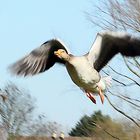 greylag goose in flight