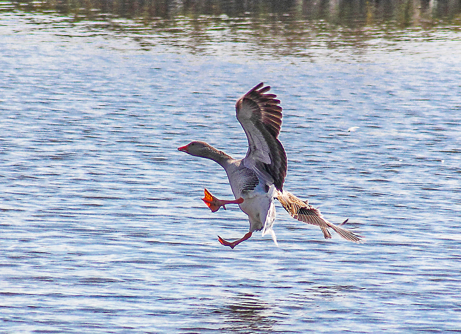 greylag goose landing on the water