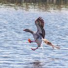 greylag goose landing on the water