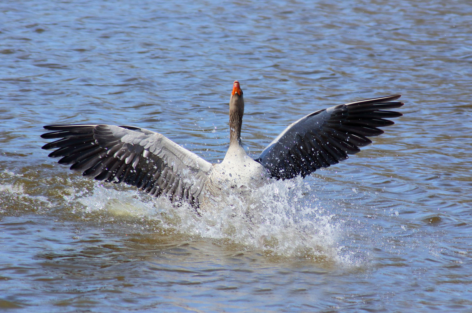 greylag goose on the attack