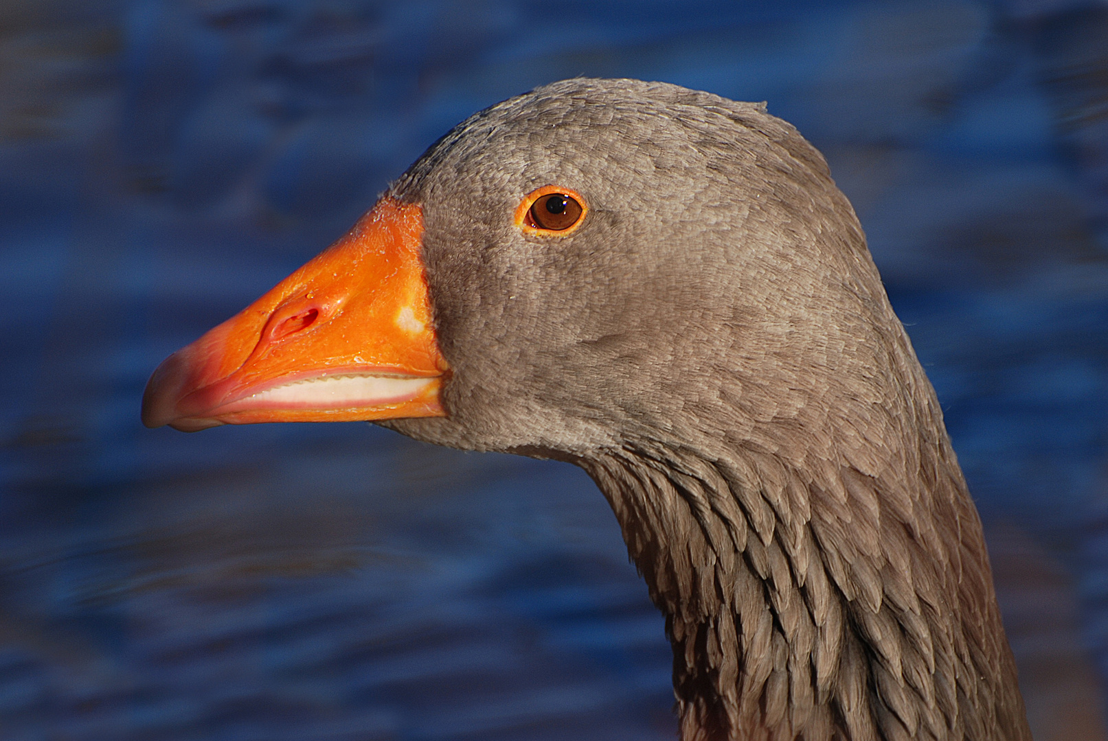 Greylag Goose portrait