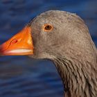 Greylag Goose portrait