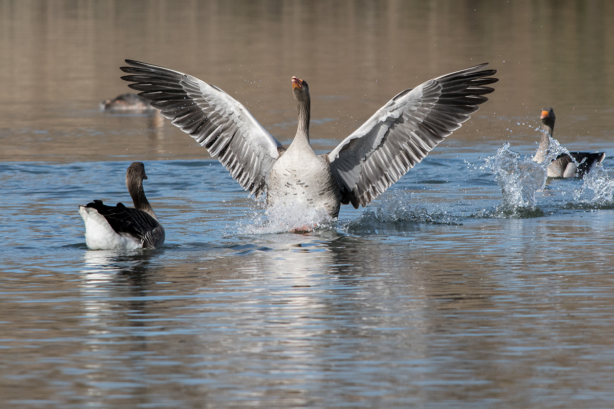 Greylag goose trying to impress