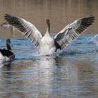 Greylag goose trying to impress