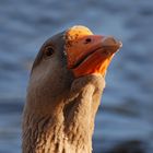 Greylag Goose wanting food.