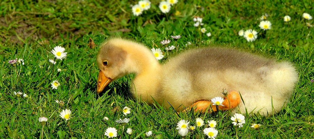 Greylag gosling