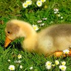 Greylag gosling