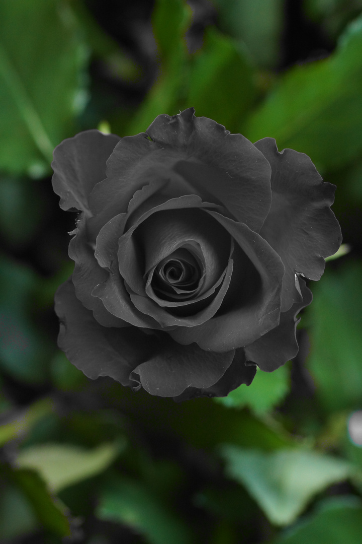 Greys against Greens: Dark Rose