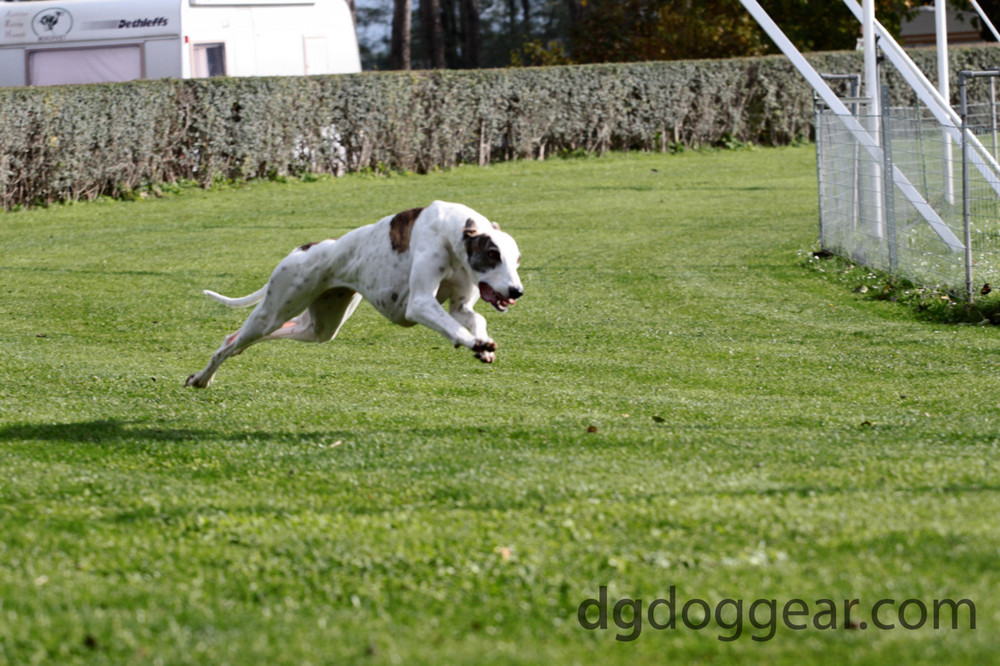 Greyt hound