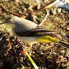 GreyWagtail