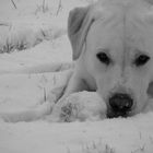 Gribouille dans la neige 2