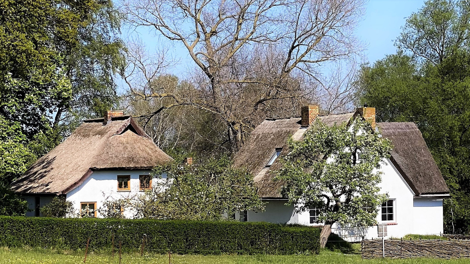 Grieben auf Hiddensee