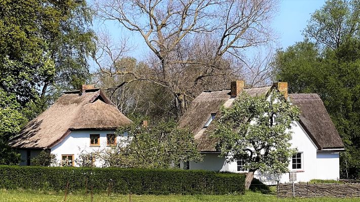 Grieben auf Hiddensee