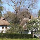 Grieben auf Hiddensee