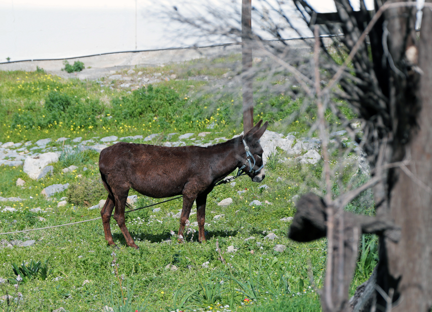 Griechenland, Rhodos, Lindos, Akropolis 