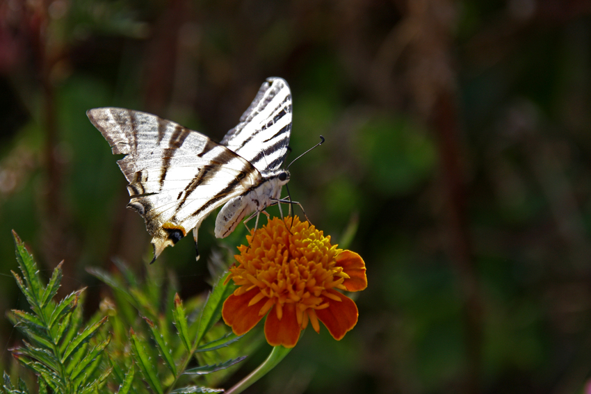 Griechenland Schmetterling