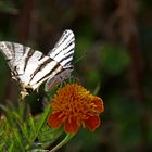 Griechenland Schmetterling