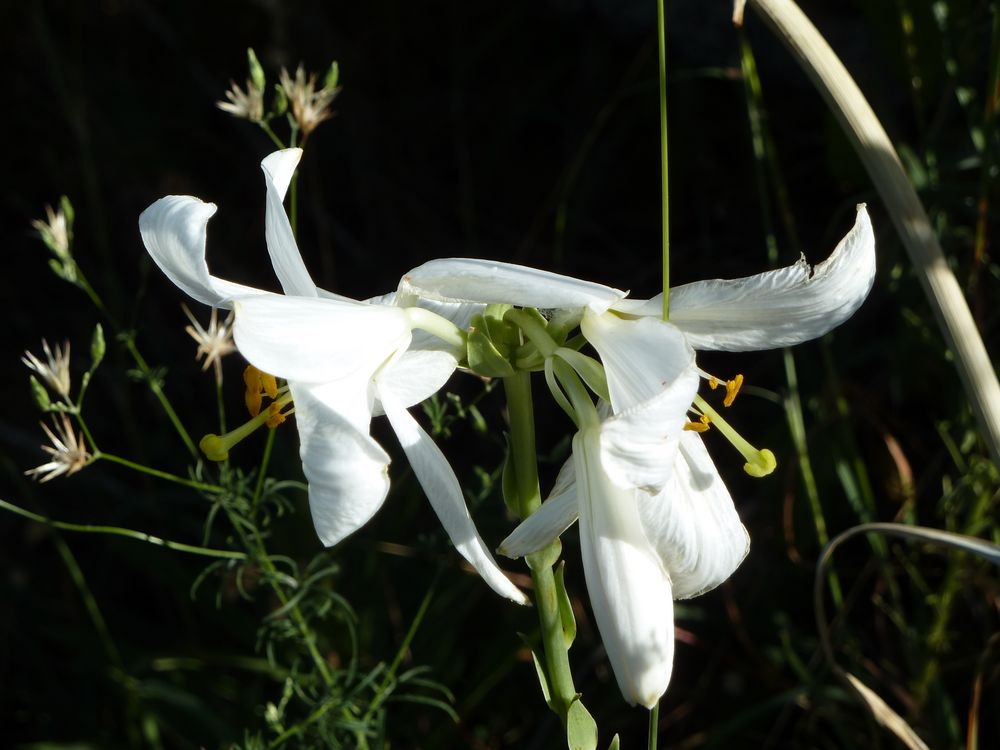 Griechische Blume