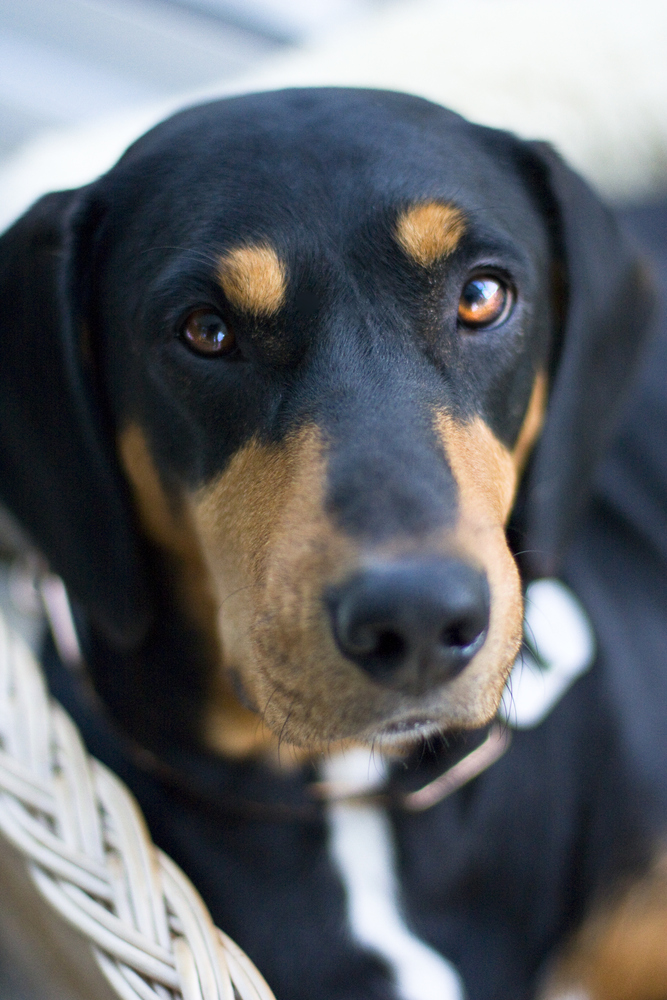 Griechische Bracke Foto & Bild tiere, haustiere, hunde Bilder auf