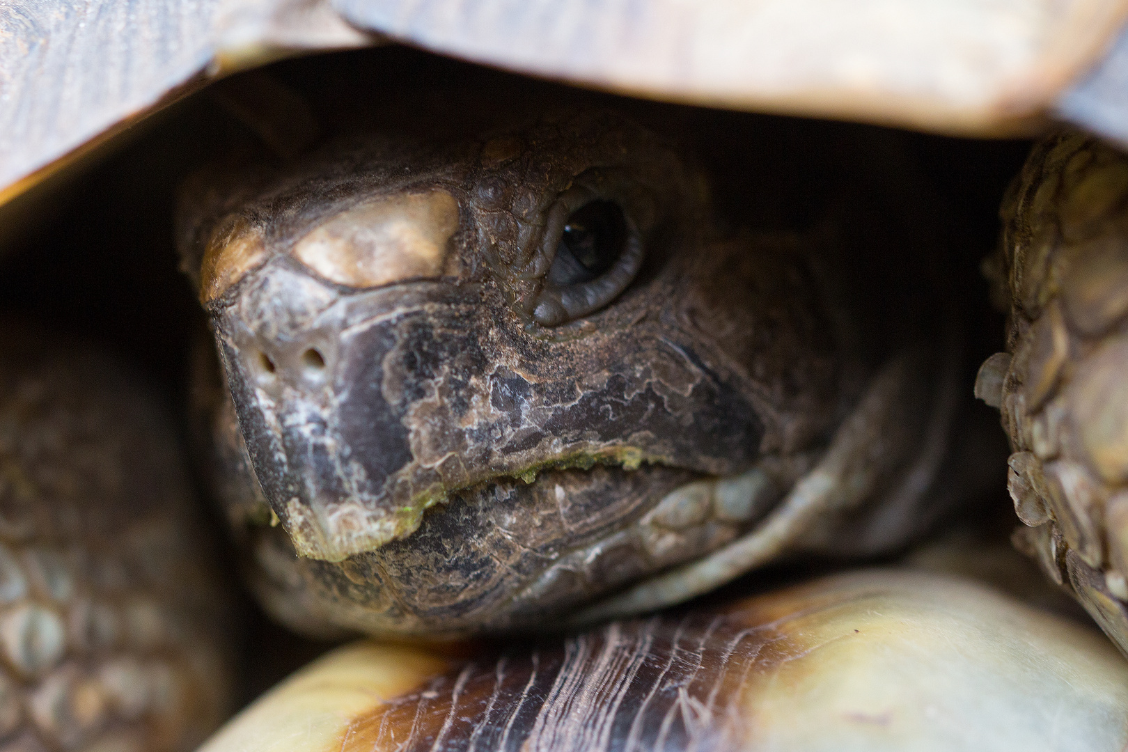 Griechische Breitrandschildkröte