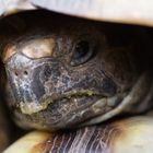 Griechische Breitrandschildkröte