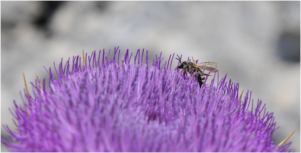 griechische Distel