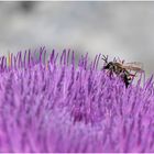 griechische Distel