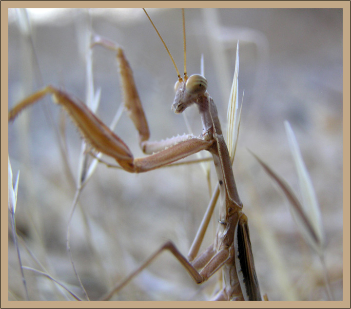 Griechische Gottesanbeterin