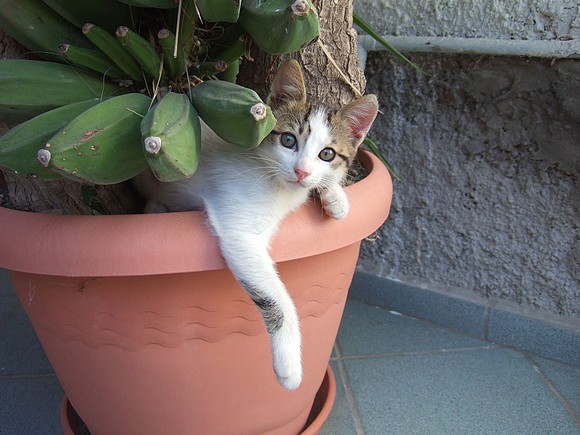 Griechische Katze