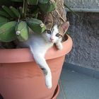 Griechische Katze