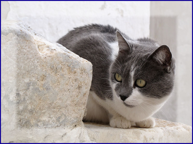 Griechische Katze in Hora / Naxos