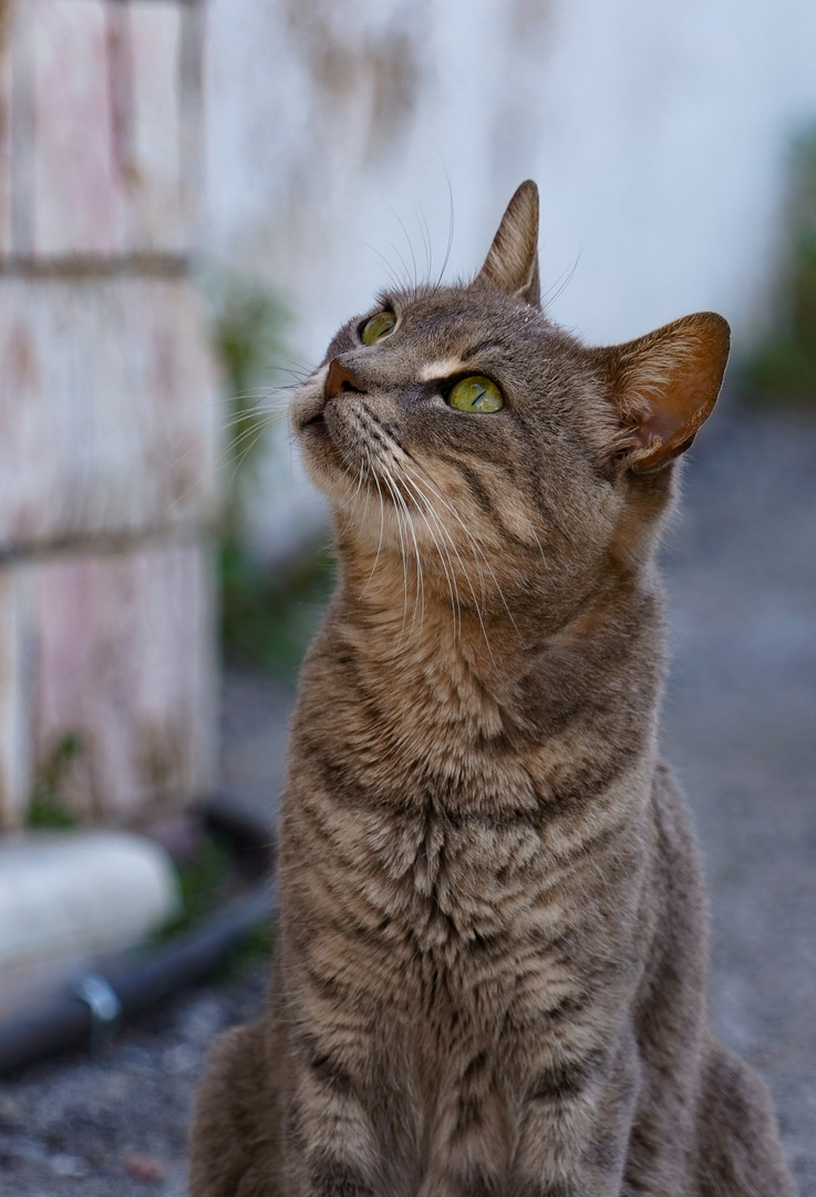 Griechische Katze. Kalymnos