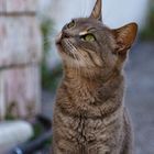 Griechische Katze. Kalymnos