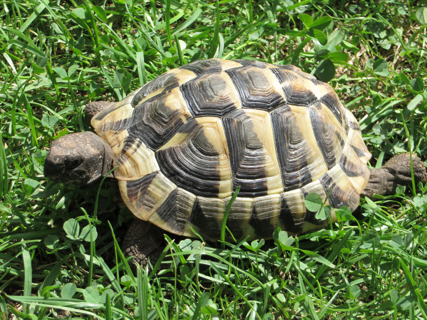 Griechische Landschildkröte