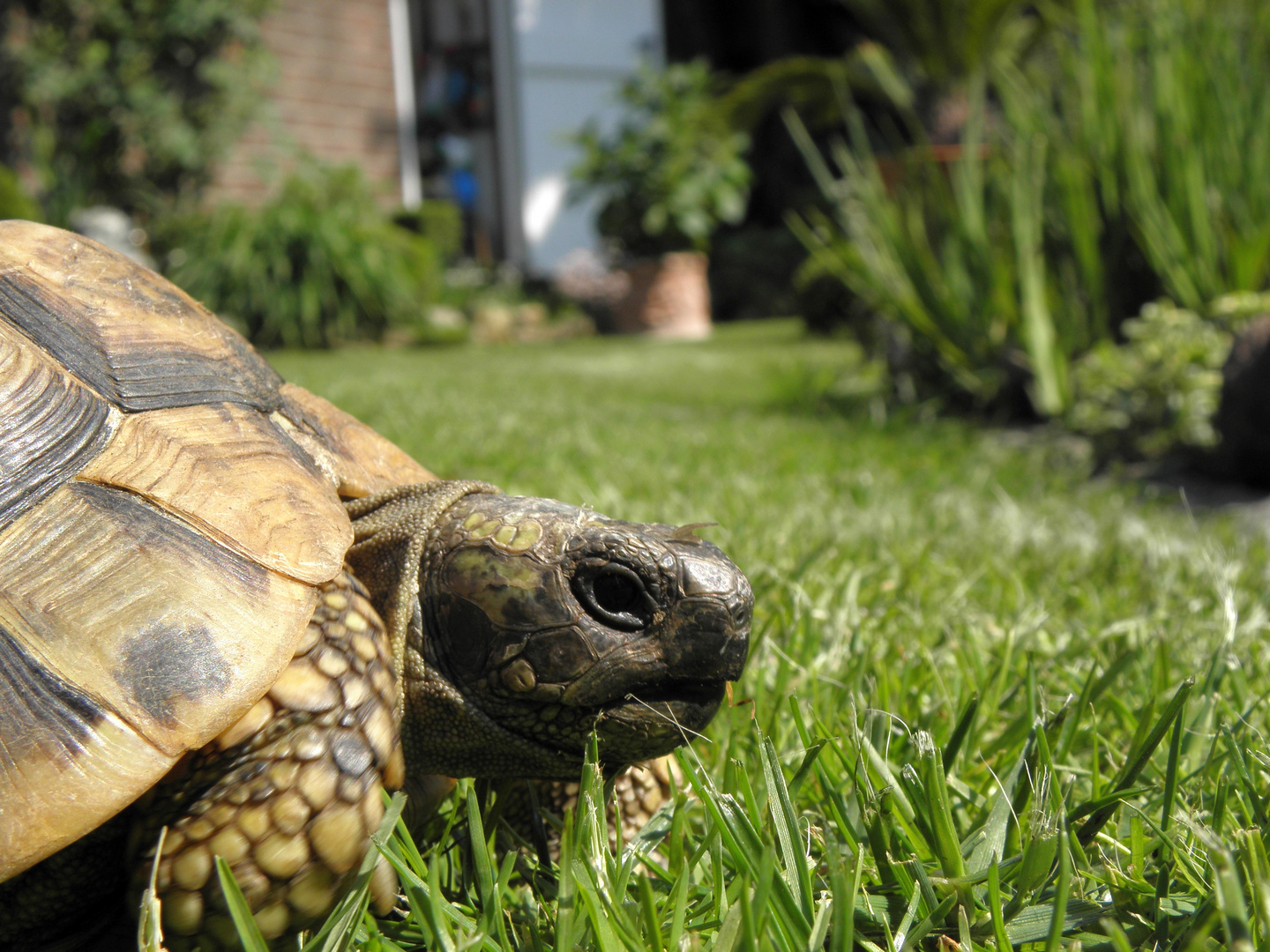 Griechische Landschildkröte