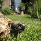 Griechische Landschildkröte