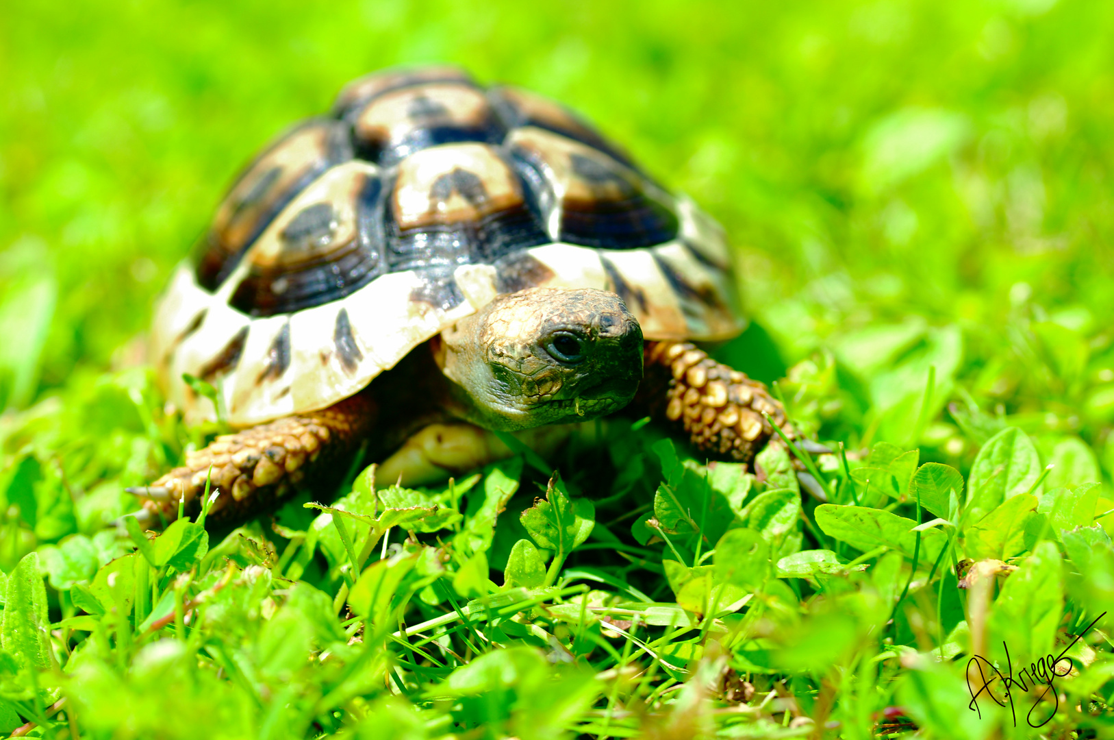 Griechische Landschildkröte