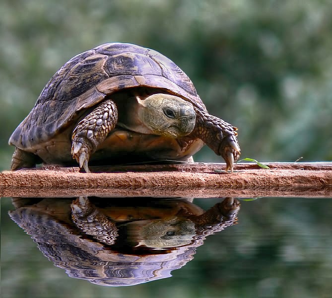 Griechische Landschildkroete