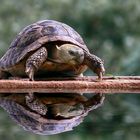 Griechische Landschildkroete