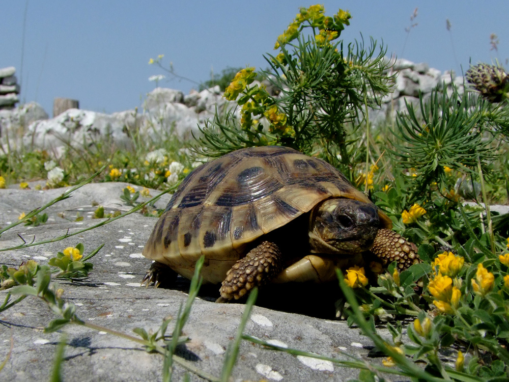 Griechische Landschildkröte