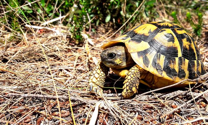 Griechische Landschildkröte