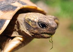 griechische Landschildkröte