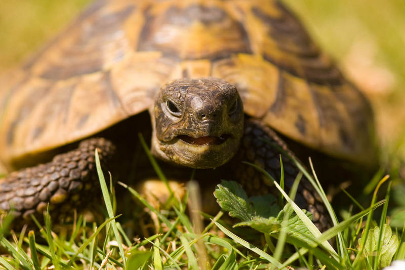 Griechische Landschildkröte