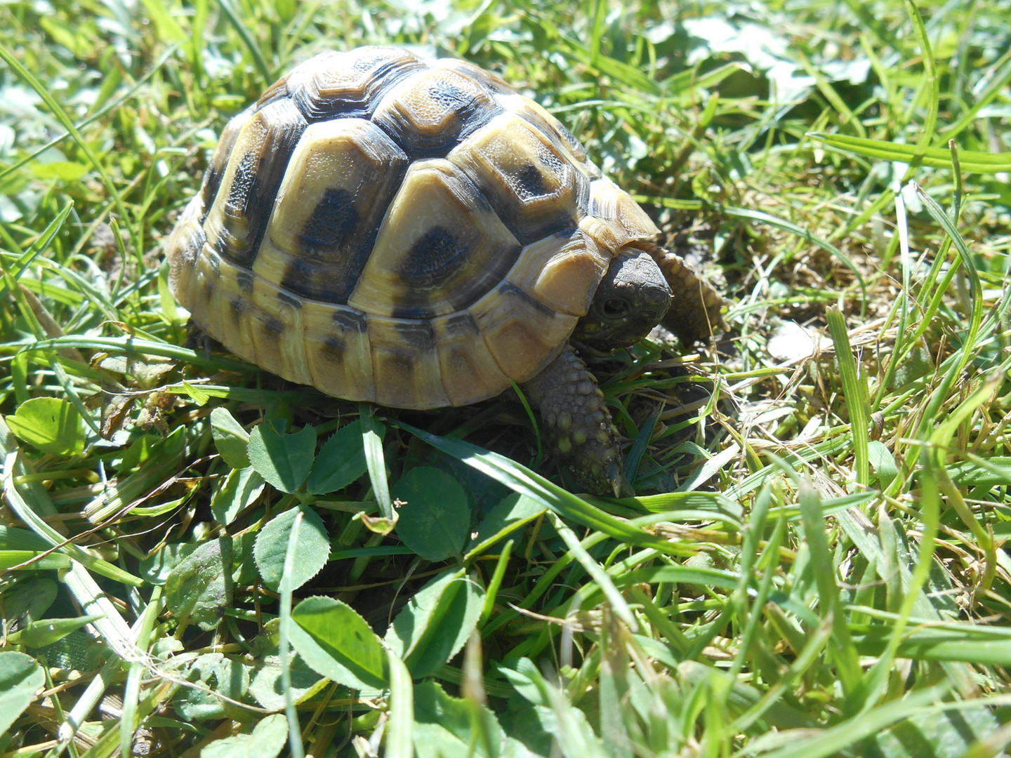 Griechische Landschildkröte