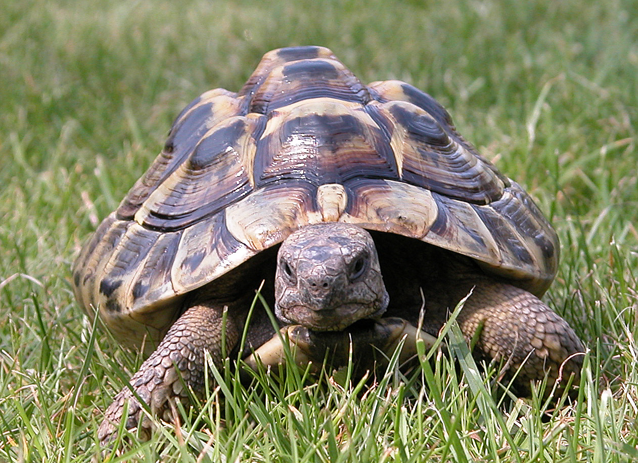 Griechische Landschildkröte