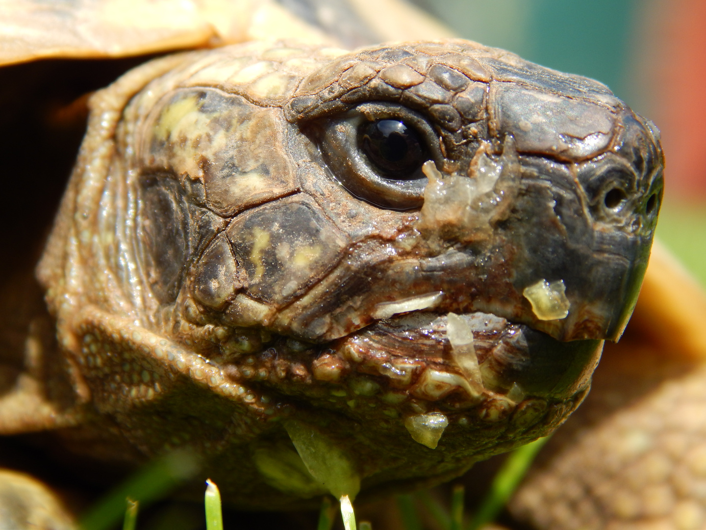 Griechische Landschildkröte