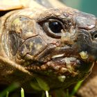 Griechische Landschildkröte