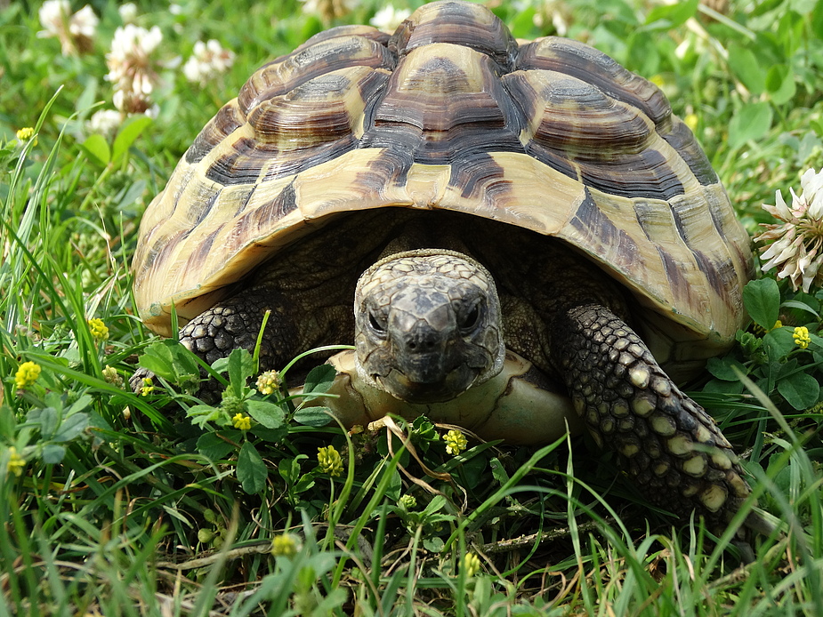 Griechische Landschildkröte auf Tour